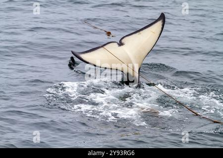 Erwachsener Killerwal (Orcinus Orca), der mit Seetang auf seinen Echten in der Chatham Strait, Südost-Alaska, USA und Pazifik auftaucht Stockfoto