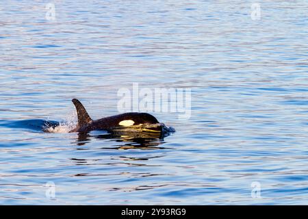 Ein junger Killerwal (Orcinus Orca) taucht im Glacier Bay National Park, Südost-Alaska, USA, Pazifik, Nordamerika auf Stockfoto