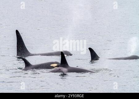 Eine Horde Killerwale (Orcinus orca), die in der Chatham Strait, Südost-Alaska, den Vereinigten Staaten von Amerika, dem Pazifik und Nordamerika auftauchen Stockfoto