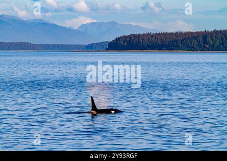 Erwachsener Bullenschwertwal (Orcinus Orca) taucht im Glacier Bay National Park, Südost-Alaska, Vereinigte Staaten von Amerika, Pazifik auf Stockfoto