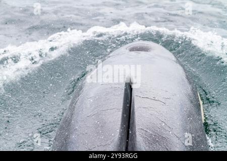 Ausgewachsene Killerwal (Orcinus Orca) taucht in der Chatham Strait, Südost-Alaska, USA, Pazifik, Nordamerika auf Stockfoto