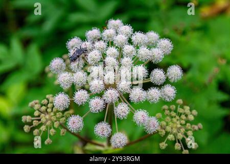 Eine Nahaufnahme eines Käfers auf Hogweed (Heracleum spp.), der auf den Solovetsky-Inseln, der Oblast Archangelsk, dem Weißen Meer, Russland, der Arktis, Europa Stockfoto