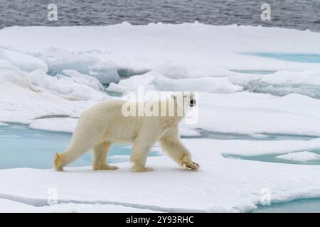 Adulte männliche Eisbär (Ursus maritimus) auf mehrjährigen Eisschollen im Franz-Josef-Land, Russland, Arktischem Ozean, Eurasien Stockfoto