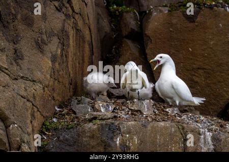 Eine neu entdeckte Elfenbeinmöwe (Pagophila eburnea) Zuchtkolonie auf Alexander Island im Franz-Josef-Land, Russland, Eurasien Stockfoto