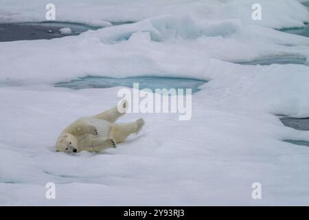 Ausgewachsene Eisbärin (Ursus maritimus), die im Schnee rollt, um ihr Fell auf mehrjährigen Eisschollen in Franz-Josef-Land, Russland, Arktischem Ozean, Eurasien zu reinigen Stockfoto