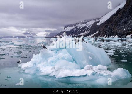 Erwachsene Schwarzbeinige Katzenwecken (Rissa tridactyla) auf Eis im Svalbard-Archipel, Barentssee, Norwegen, Arktis, Europa Stockfoto