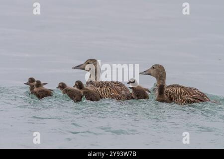 Erwachsene weibliche Eiderenten (Somateria mollissima) schwimmen mit Enten aus Edgeoya in Svalbard, Norwegen, Arktis, Europa Stockfoto