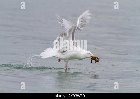 Adulte Glaukmöwe (Larus hyperboreus), die gewöhnliches Eiderentchen (Somateria mollissima) in Svalbard, Norwegen, Arktis, Europa essen Stockfoto