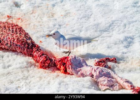 Eine ausgewachsene Elfenbeinmöwe (Pagophila eburnea) auf Ringrobben tötet auf Spitzbergen im Svalbard-Archipel, Norwegen, Arktis, Europa Stockfoto