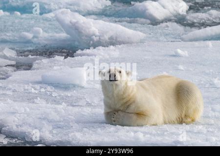 Ein neugieriger junger Eisbär (Ursus maritimus) auf dem Eis im Svalbard-Archipel, Norwegen, Arktis, Europa Stockfoto