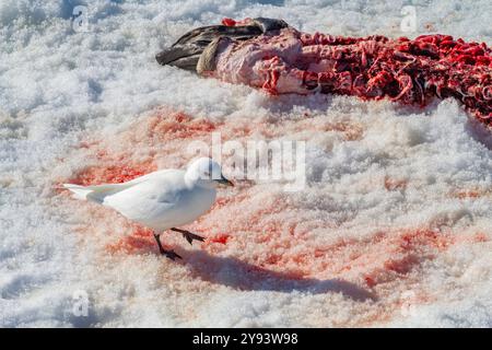 Eine ausgewachsene Elfenbeinmöwe (Pagophila eburnea) auf Ringrobben tötet auf Spitzbergen im Svalbard-Archipel, Norwegen, Arktis, Europa Stockfoto