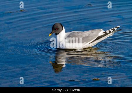 Eine erwachsene Sabine-Möwe (Xema sabini) im Schmelzwasserbecken im Svalbard-Archipel, Norwegen, Arktis, Europa Stockfoto