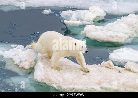 Ein ausgewachsener Eisbär (Ursus maritimus), der im Svalbard-Archipel in Norwegen, der Arktis, Europa von einer Eisscholle zur nächsten springt Stockfoto