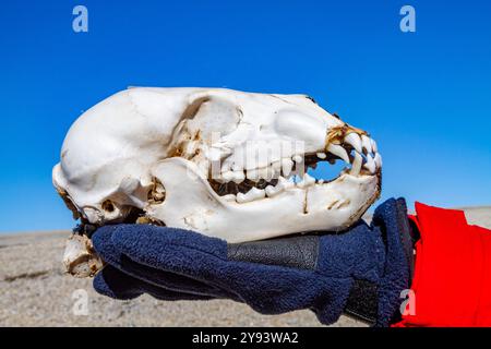 Ein juveniler Eisbärenschädel (Ursus maritimus), der möglicherweise von adulten Eisbären stammt, im Svalbard-Archipel, Norwegen, Arktis, Europa Stockfoto