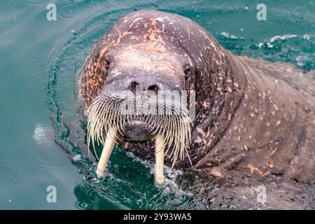 Neugierige erwachsene Bullen (Odobenus rosmarus rosmarus) nähern sich dem Schiff auf der Insel Moffen im Svalbard-Archipel, Norwegen, Arktis, Europa Stockfoto