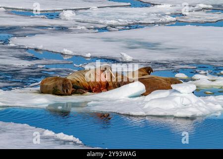 Ausgewachsene Bullenwalrosse (Odobenus rosmarus rosmarus), die auf dem Eis im Svalbard-Archipel in Norwegen, der Arktis und Europa gezogen wurden Stockfoto