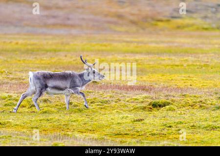 Ausgewachsene Svalbard-Rentiere (Rangifer tarandus platyrhynchus) auf Tundra im Svalbard-Archipel, Norwegen, Arktis, Europa Stockfoto