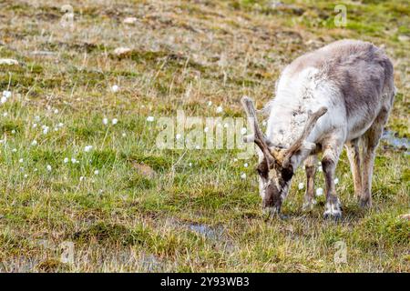 Ausgewachsene Svalbard-Rentiere (Rangifer tarandus platyrhynchus), die innerhalb der Stadtgrenzen von Longyearbyen, Spitzbergen, Svalbard, Norwegen, Arktis weiden Stockfoto