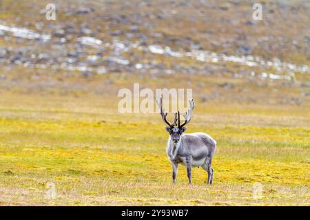 Ausgewachsene Svalbard-Rentiere (Rangifer tarandus platyrhynchus) auf Tundra im Svalbard-Archipel, Norwegen, Arktis, Europa Stockfoto