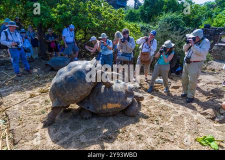 Gefangene Galapagos Riesenschildkröte (Geochelone Elephantopus) an der Charles Darwin Forschungsstation, Galapagos, UNESCO-Weltkulturerbe, Ecuador Stockfoto