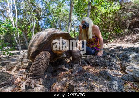 Gefangene Galapagos Riesenschildkröte (Geochelone Elephantopus) an der Charles Darwin Forschungsstation, Galapagos, UNESCO-Weltkulturerbe, Ecuador Stockfoto