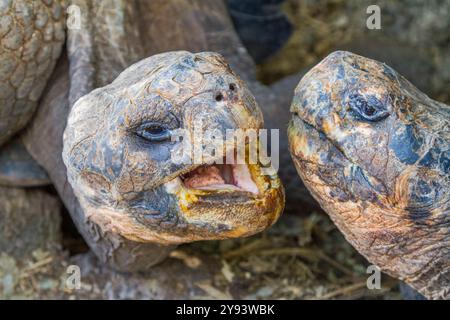 Gefangene Galapagos Riesenschildkröte (Geochelone Elephantopus) an der Charles Darwin Forschungsstation, Galapagos, UNESCO-Weltkulturerbe, Ecuador Stockfoto