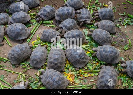 Junge Gefangene Galapagos Riesenschildkröte (Geochelone Elephantopus) wird gefüttert, Insel San Cristobal, Galapagos, UNESCO-Weltkulturerbe, Ecuador Stockfoto