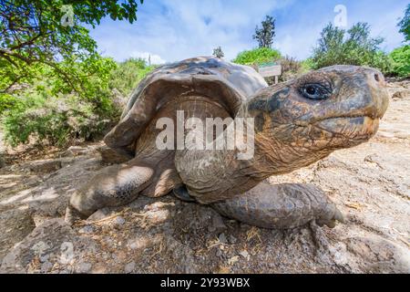 Gefangene Galapagos Riesenschildkröte (Geochelone Elephantopus) an der Charles Darwin Forschungsstation, Galapagos, UNESCO-Weltkulturerbe, Ecuador Stockfoto