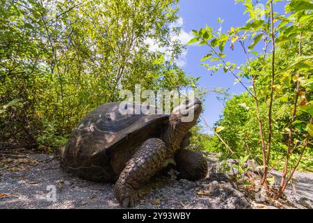 Wilde Galapagos Riesenschildkröte (Geochelone Elephantopus) in Urbina Bay, Isabela Island, Galapagos Inseln, UNESCO-Weltkulturerbe, Ecuador Stockfoto