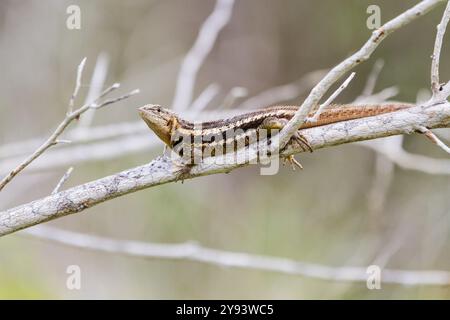 Lavaechse (Microlophus spp.) im Galapagos-Archipel, UNESCO-Weltkulturerbe, Ecuador, Südamerika Stockfoto