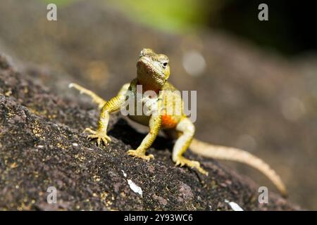 Lavaechse (Microlophus spp.) im Galapagos-Archipel, UNESCO-Weltkulturerbe, Ecuador, Südamerika Stockfoto