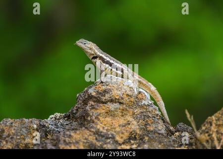 Lavaechse (Microlophus spp.) im Galapagos-Archipel, UNESCO-Weltkulturerbe, Ecuador, Südamerika Stockfoto