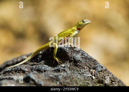 Lavaechse (Microlophus spp.) im Galapagos-Archipel, UNESCO-Weltkulturerbe, Ecuador, Südamerika Stockfoto