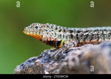 Lavaechse (Microlophus spp.) im Galapagos-Archipel, UNESCO-Weltkulturerbe, Ecuador, Südamerika Stockfoto