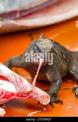 Der endemische Galapagos-Meerleguan (Amblyrhynchus cristatus), der auf dem Puerto Ayora Fischmarkt auf Santa Cruz Island, Galapagos, Fisch fresst Stockfoto