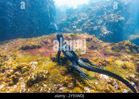 Der endemische Galapagos-Meerleguan (Amblyrhynchus cristatus), der unter Wasser in den Galapagos, UNESCO-Weltkulturerbe, Ecuador, Südamerika, ernährt Stockfoto