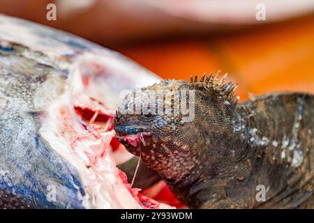 Der endemische Galapagos-Meerleguan (Amblyrhynchus cristatus), der auf dem Puerto Ayora Fischmarkt auf Santa Cruz Island, Galapagos, UNESCO, Fisch ernährt Stockfoto