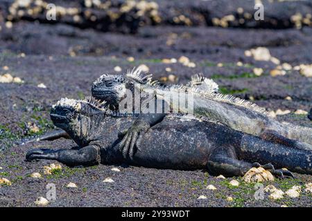 Der endemische Galapagos-Meeresleguan (Amblyrhynchus cristatus) im Galapagos-Inselarchipel, UNESCO-Weltkulturerbe, Ecuador, Südamerika Stockfoto