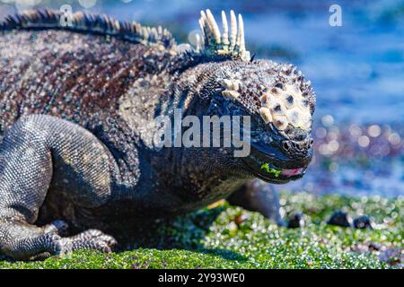 Der endemische Galapagos-Meerleguan (Amblyrhynchus cristatus), der bei Ebbe Algen in den Galapagos ernährt, die zum UNESCO-Weltkulturerbe in Ecuador gehören Stockfoto