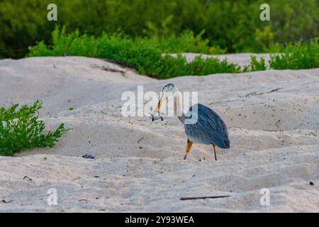Adulte Großreiher (Ardea herodias cognata), die grüne Meeresschildkröten schlüpfen, Galapagos-Inseln, UNESCO-Weltkulturerbe, Ecuador Stockfoto