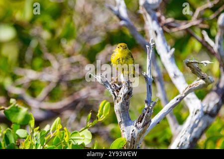 Erwachsener gelber Gratler (Dendroica petechia aureola) im Galapagos-Inselarchipel, UNESCO-Weltkulturerbe, Ecuador, Südamerika Stockfoto