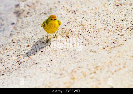 Erwachsener gelber Gratler (Dendroica petechia aureola) im Galapagos-Inselarchipel, UNESCO-Weltkulturerbe, Ecuador, Südamerika Stockfoto