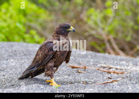 Erwachsener Galapagos Falke (Buteo galapagoensis) im Galapagos Island Archipel, UNESCO-Weltkulturerbe, Ecuador, Südamerika Stockfoto