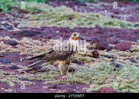 Junger Galapagos-Falke (Buteo galapagoensis) im Galapagos-Inselarchipel, UNESCO-Weltkulturerbe, Ecuador, Südamerika Stockfoto