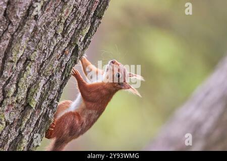 Ein Rotes Eichhörnchen (Sciurus vulgaris), in Nadelwäldern auf Brownsea Island, einem Naturschutzgebiet in Poole Harbour, Dorset, England, Großbritannien, Europa Stockfoto