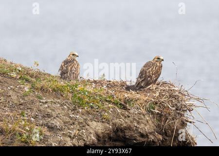 Zwei junge Bussardküken sitzen in einem Nest am Rand einer Klippe Stockfoto