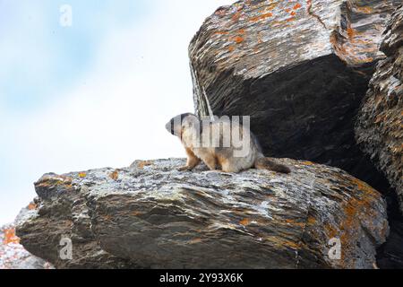 Marmota camtschatica oder Schwarzes Murmeltier sitzt auf einem Felsen. Russland Stockfoto