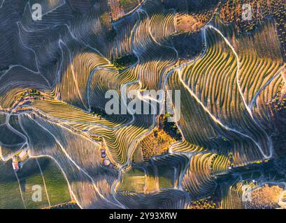 Aus der Vogelperspektive der Weinberge rund um Pinhao bei Sonnenuntergang, Douro, Valenca do Douro, Viseu District, Portugal, Europa Stockfoto