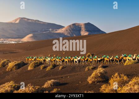 Kamelritt bei Sonnenaufgang im Timanfaya Nationalpark, Yaiza, Tinajo, Las Palmas, Lanzarote, Kanarische Inseln, Spanien, Atlantik, Europa Stockfoto