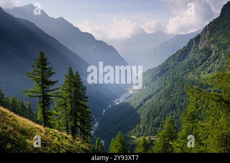 Almwiesen und Wald im Sommer vor dem Monte Rosa, Naturpark Valsesia und das Hochstrona, Piemont, italienische Alpen, Italien, Europa Stockfoto